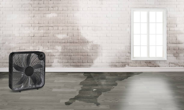Best Water damage repair service  in Stayton, OR